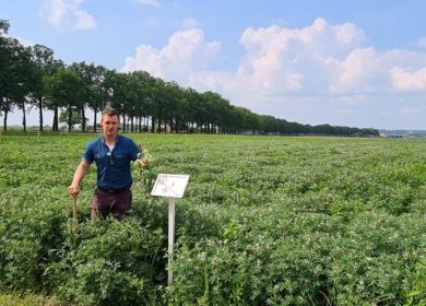Gelderland zet in op teelt van eiwitrijke gewassen