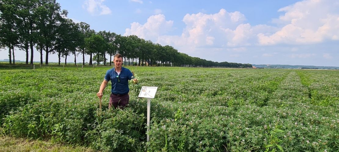 Gelderland zet in op teelt van eiwitrijke gewassen